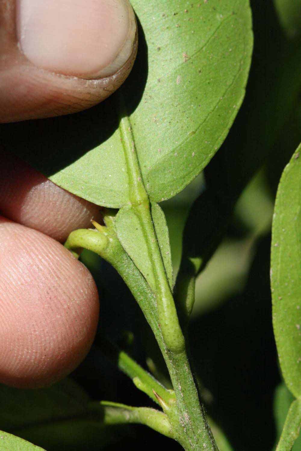              Petiole (Riverside, CA)       